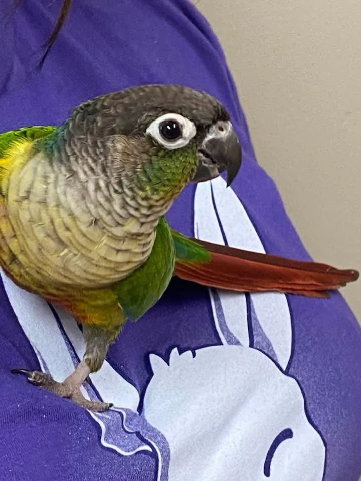 Baby the green-cheeked conure