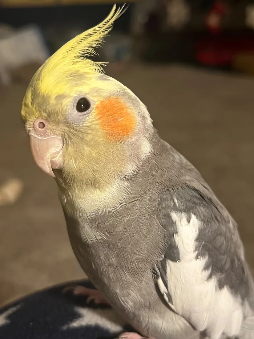 Nova the cockatiel